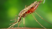 Imagem de Primeira vacina contra a malária vai chegar a 12 países africanos ainda este ano
