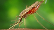 Primeira vacina contra a malária vai chegar a 12 países africanos ainda este ano