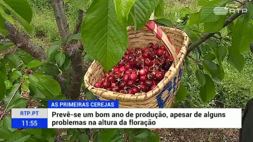 Primeiras cerejas do ano estão a chegar ao mercado nacional
