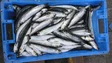 Imagem de Pesca da sardinha reabre hoje mas há limites para a descarga e venda