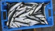Pesca da sardinha reabre hoje mas há limites para a descarga e venda