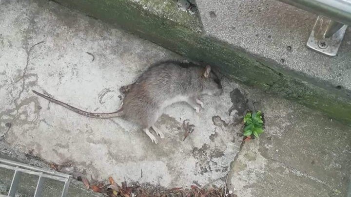 Imagem de Nova distribuição