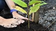 Alunos da APEL plantaram 118 árvores e arbustos nas serras de Santo António