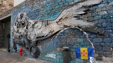 Imagem de Câmara de Lobos exibe lobo marinho de lixo