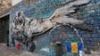 Imagem de Câmara de Lobos exibe lobo marinho de lixo