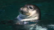 Imagem de IFCN reforçou a vigilância dos lobos marinhos na reserva das ilhas Desertas (áudio)