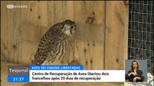 Imagem de Desde janeiro já foram acolhidas 87 aves no Centro de Recuperação de aves selvagens (vídeo)