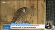 Desde janeiro já foram acolhidas 87 aves no Centro de Recuperação de aves selvagens (vídeo)