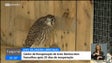 Imagem de Desde janeiro já foram acolhidas 87 aves no Centro de Recuperação de aves selvagens (vídeo)