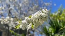 Roteiro das Cerejeiras em Flor é grito de alerta (áudio)