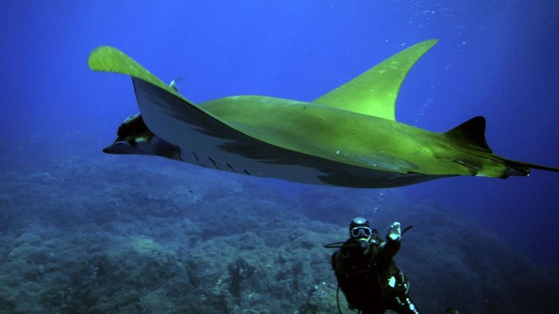 Calor acumulado nos oceanos bateu novos recordes em 2021