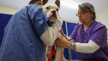 Sem dinheiro, donos deixam de comer para alimentar os animais domésticos