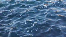 Imagem de Clube Naval do Funchal denuncia poluição no mar