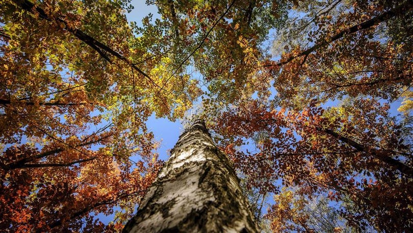 Portugal esgota hoje recursos naturais de 2018