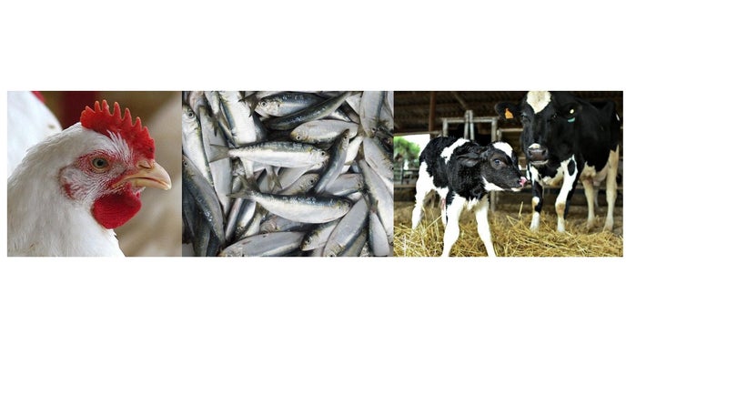 Imagem de Avicultura, Pecuária e Pesca, em crescimento