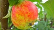 Produção de maçãs na Ponta do Pargo aquém da expectativa (áudio)
