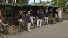 Imagem de Carreiros do Monte estão de regresso (vídeo)