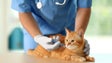 Imagem de Município do Funchal inicia campanha gratuita de vacinação para cães e gatos