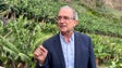 Imagem de Agricultores de banana dizem que estão a receber um terço do que recebiam antigamente (vídeo)