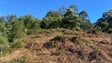 Imagem de Prada admite faixas corta fogo em mais municípios (vídeo)