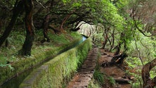 Imagem de Guias falam na falta de varandins na zona mais estreita da Levada das 25 Fontes