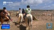 Imagem de Passeios a cavalo dão a conhecer o Porto Santo