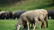 Imagem de Câmara do Funchal autoriza pastoreio no Parque Ecológico