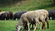 Câmara do Funchal autoriza pastoreio no Parque Ecológico