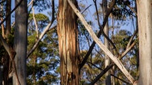 Limpeza de terrenos na Volta da Malhada – Santo António