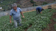 Madeira tem 10 milhões para projetos agrícolas (vídeo)