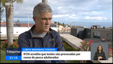 Imagem de Lobos-marinhos continuam a aparecer feridos na costa da Madeira (vídeo)