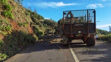Imagem de Árvore caiu em cima de carro