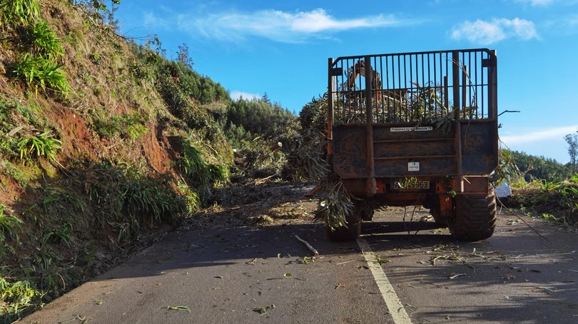 Imagem de Árvore caiu em cima de carro