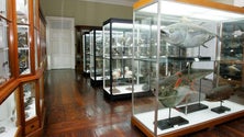 Museu de História Natural reabre esta quinta-feira (áudio)