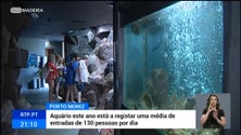 Imagem de Aquário do Porto Moniz com média diária de 130 visitas (vídeo)
