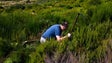 Imagem de Espécies endémicas estão a ser plantadas no Pico do Arieiro