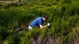 Espécies endémicas estão a ser plantadas no Pico do Arieiro