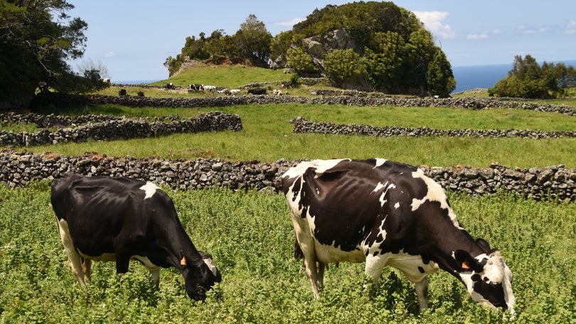 Imagem de Preço do leite ao produtor sobe nas ilhas Terceira e Graciosa