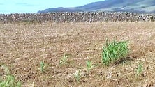 Imagem de Lavoura da Terceira ressente-se da seca (Vídeo)