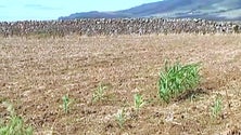 Lavoura da Terceira ressente-se da seca (Vídeo)