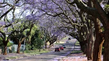 Imagem de Diretor regional das comunidades visita África do Sul (áudio)