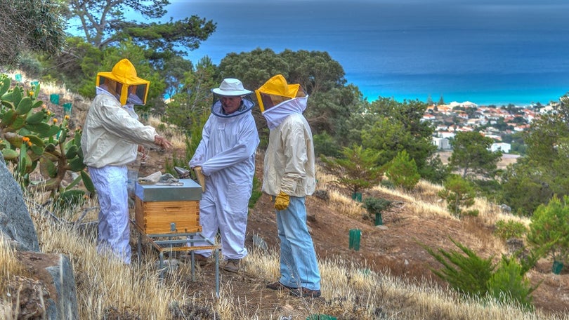 Imagem de Governo Regional estimula apicultura no Porto Santo