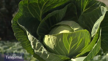 Imagem de Açores têm de potenciar o agroalimentar, defende António Ventura (Vídeo)