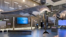 Imagem de Museu da Baleia na Madeira comemora aniversário com arpão original do filme “Moby Dick”