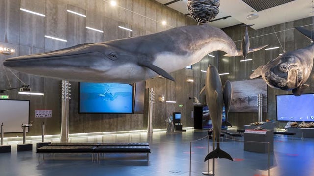 Imagem de Museu da Baleia na Madeira comemora aniversário com arpão original do filme “Moby Dick”