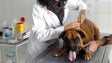 Câmara da Ribeira Brava promove campanha veterinária para cães e gatos (Vídeo)