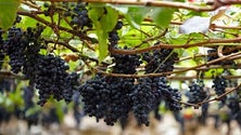 Imagem de Viticultores já começaram a entregar as primeiras uvas (Vídeo)