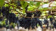 Imagem de Viticultores já começaram a entregar as primeiras uvas (Vídeo)