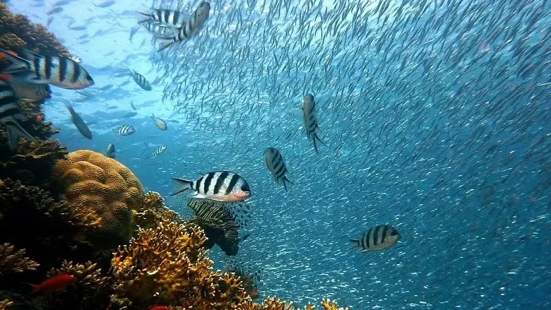 Imagem de Cada vez mais alunos escolhem estudar o mar no ensino superior