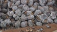 Imagem de Venda de castanhas com menos saída este ano (áudio)